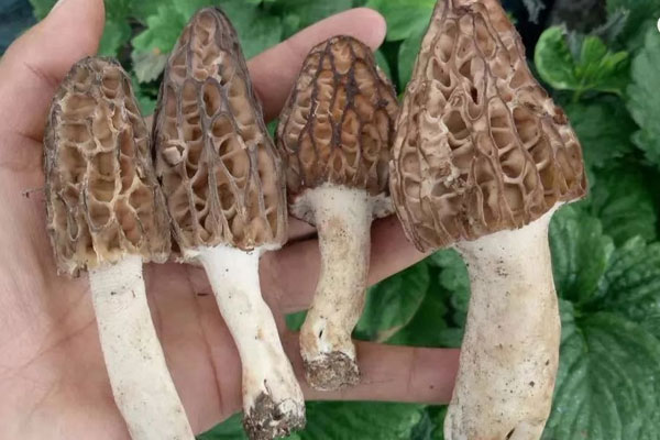 不同品種羊肚菌的形態(tài)特征 不同品種羊肚菌的形態(tài)特征