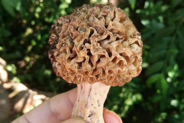 羊肚菌是真菌嗎，羊肚菌是空心的嗎