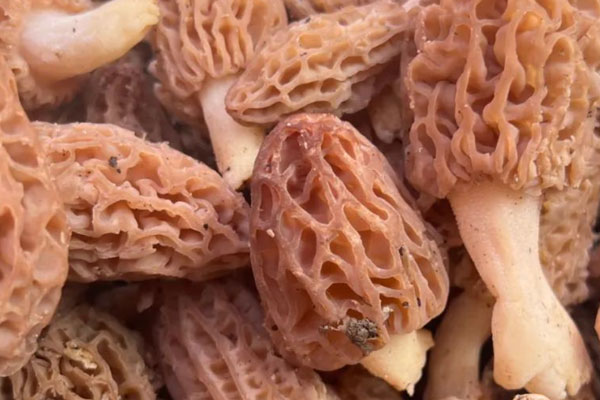 感冒發(fā)燒可以吃羊肚菌嗎，喉嚨痛可以吃羊肚菌嗎