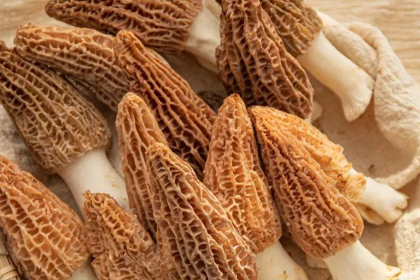 羊肚菌小孩子幾歲可以吃，寶寶吃羊肚菌會過敏嗎