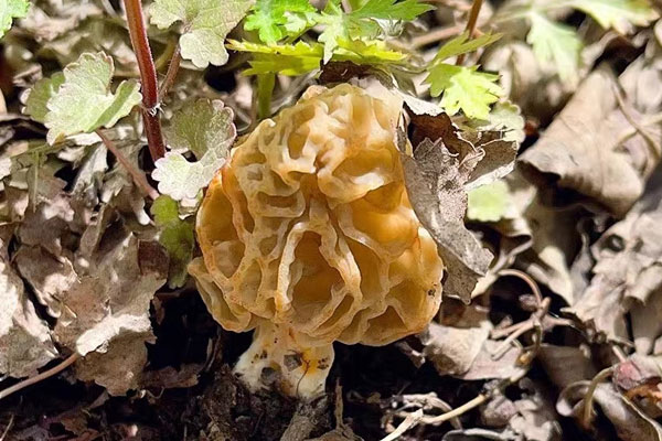 羊肚菌幼兒可以吃嗎，新鮮羊肚菌小孩可以吃嗎