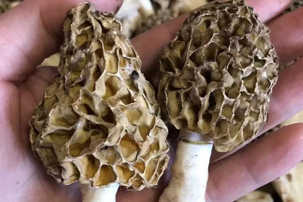 豬心燉羊肚菌給小孩吃可以嗎，羊肚菌燉花膠小孩可以吃嗎