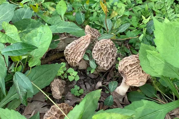 羊肚菌菌柄呈灰黑是怎么了，尿道結(jié)石可以吃羊肚菌嗎