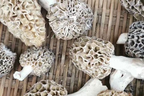 胃脹可以吃羊肚菌嗎，羊肚菌吃了會不會拉肚子