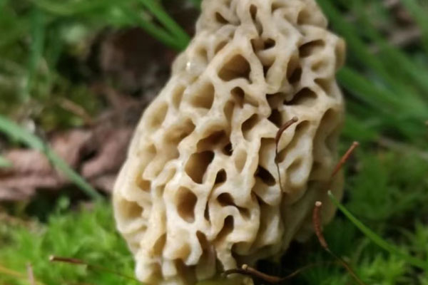 楊樹林有羊肚菌嗎，羊肚菌是長白山的好還是云南的好