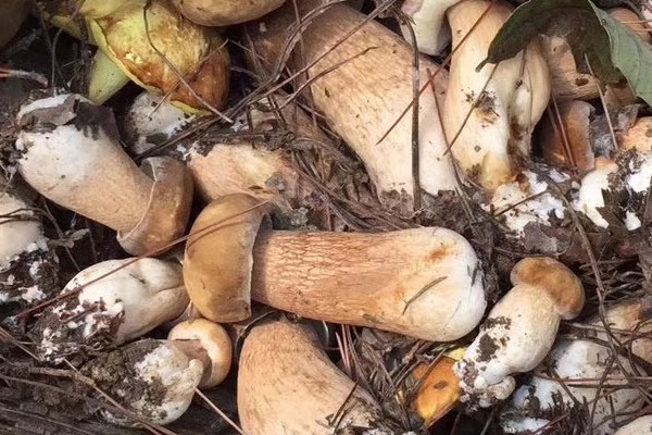 牛肝菌哪種好，黑牛肝菌可以人工種植嗎