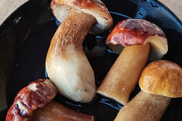 牛肝菌和牛有關(guān)系嗎，人工栽培的牛肝菌有幾種