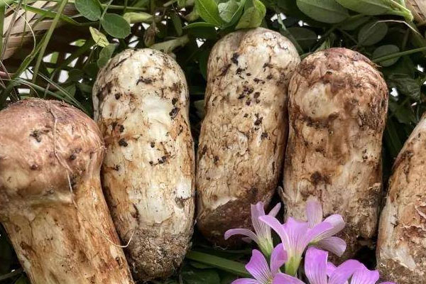 松茸的成熟期在幾月份，在北方四月份能采到松茸嗎