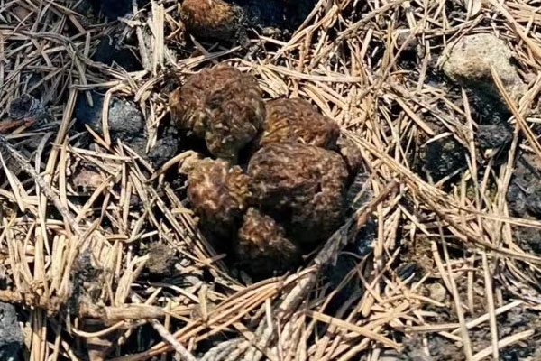 羊肚菌的生長環(huán)境要求，北方有野生羊肚菌嗎