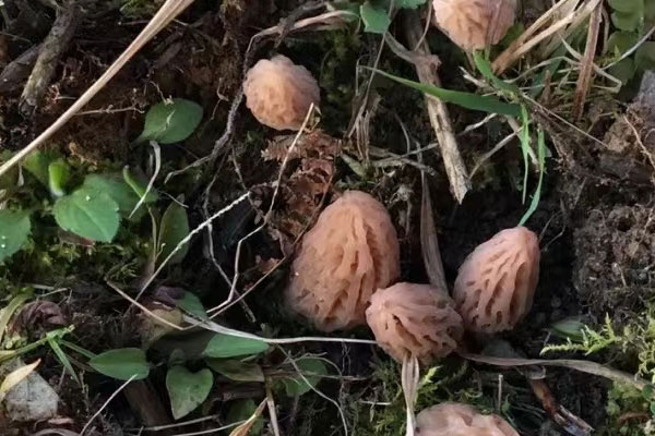 北方有沒有野生羊肚菌 北方有沒有野生羊肚菌