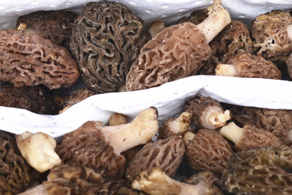 野生羊肚菌的根能栽培活嗎 野生羊肚菌的根能栽培活嗎