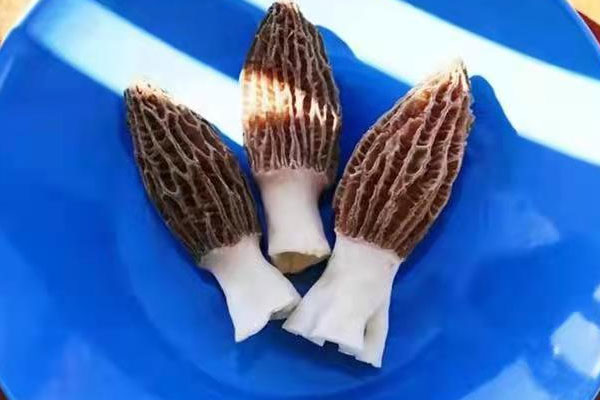 新鮮羊肚菌的菌腳要去掉嗎 新鮮羊肚菌的菌腳要去掉嗎