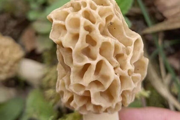 羊肚菌的出菇過程，羊肚菌的生長周期