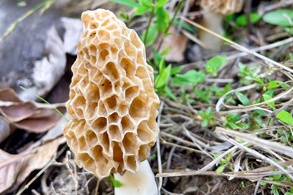 羊肚菌生長在什么季節(jié)，野生羊肚菌下雨后幾天能長出