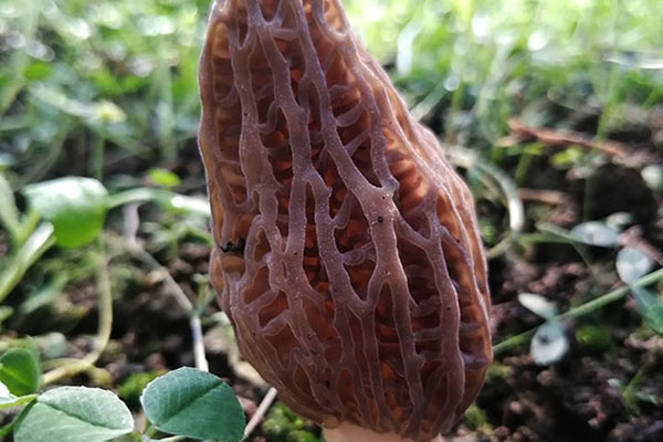 羊肚菌在楊樹林中生長嗎，羊肚菌菌絲生長怕水嗎