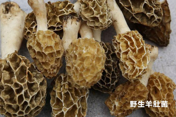 羊肚菌黑色與咖色哪個好，羊肚菌原基分化期多少天