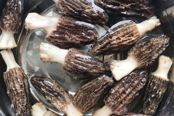 羊肚菌需要剪開洗嗎 羊肚菌需要剪開洗嗎