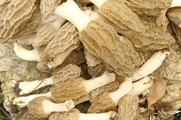 羊肚菌煲什么去濕氣，羊肚菌冷凍好還是曬干好