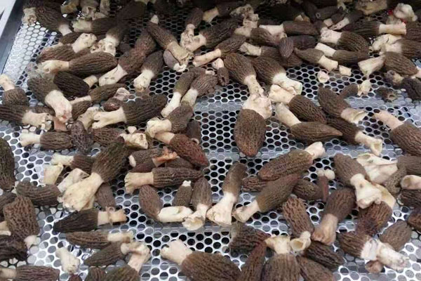 羊肚菌烘干的最佳溫度，羊肚菌怎么風干好