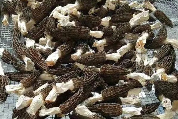 新鮮羊肚菌怎么風(fēng)干好 新鮮羊肚菌怎么風(fēng)干好