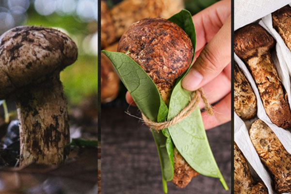 松茸對其環(huán)境的要求高嗎 松茸對其環(huán)境的要求高嗎