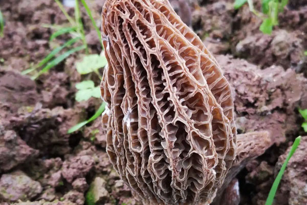 羊肚菌幼菇能噴水嗎，羊肚菌澆大水后幾天能出菇