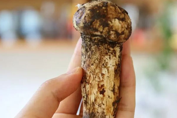 怎么識(shí)別松茸變質(zhì)了，鮮姬松茸是松茸嗎