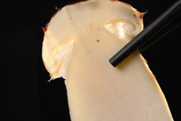 松茸對良性腫瘤有效果嗎 松茸對良性腫瘤有效果嗎