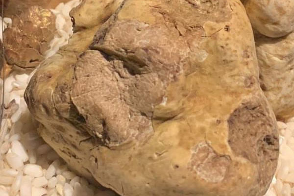 白松露是什么動物找到的，黑松露的傳說