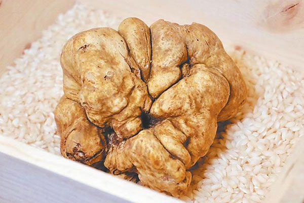 白松露可以生吃嗎，黑松露是什么動物找的