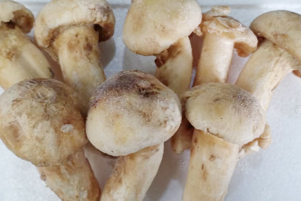 松茸是新鮮凍還是焯水凍好 松茸是新鮮凍還是焯水凍好