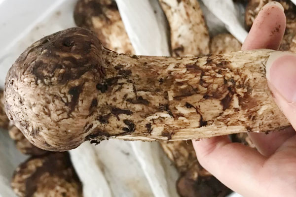 松茸變質(zhì)是什么味道 松茸變質(zhì)是什么味道