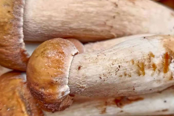 牛肝菌可以抽真空保存嗎，冷凍牛肝菌可以直接微波爐解凍嗎