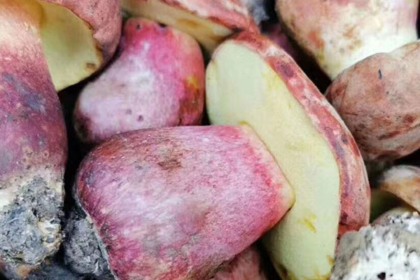 牛肝菌放冰箱三天還能吃嗎，牛肝菌為什么會變黑