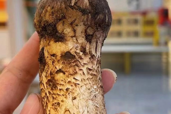 野生松茸越來(lái)越少了嗎 野生松茸越來(lái)越少了嗎