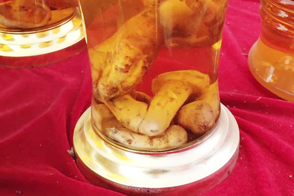 泡過(guò)酒的松茸還能吃嗎，松茸人參泡酒能儲(chǔ)存多久