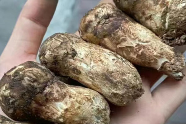紫甘藍(lán)涼拌松茸的功效作用 紫甘藍(lán)涼拌松茸的功效作用