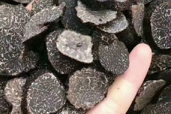 松露全球有多數(shù)種 松露全球有多數(shù)種