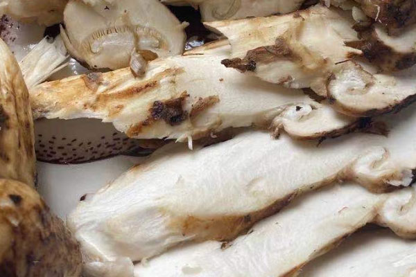鮮松茸炒肉絲的食用禁忌 鮮松茸炒肉絲的食用禁忌