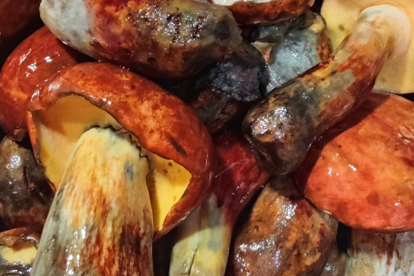 牛肝菌當?shù)厮追Q什么，黑牛肝菌的學名