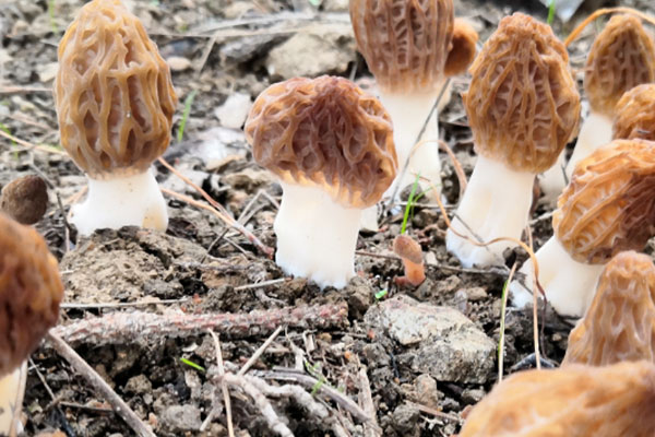 羊肚菌生長所需要的營養(yǎng) 羊肚菌生長所需要的營養(yǎng)