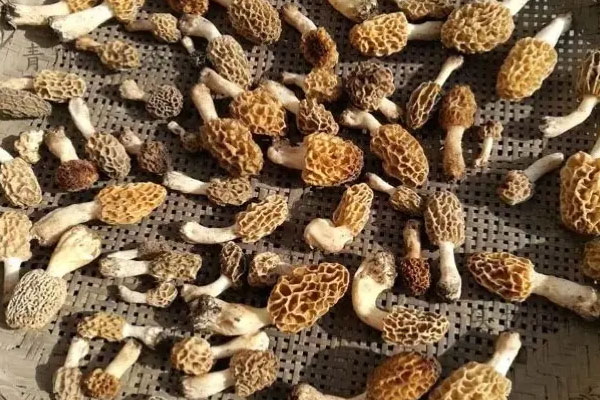 羊肚菌可以在太陽底下曬嗎 羊肚菌可以在太陽底下曬嗎