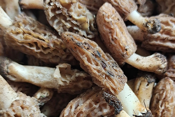 羊肚菌的菌絲上長白點(diǎn) 羊肚菌的菌絲上長白點(diǎn)