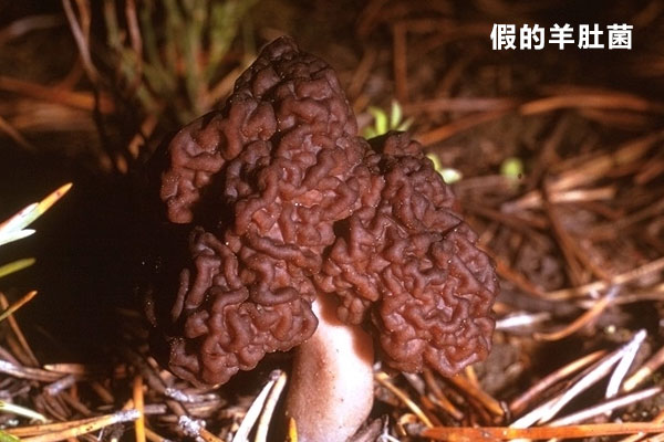 假的羊肚磨能吃嗎，羊肚菌被蟲蛀了還能吃嗎