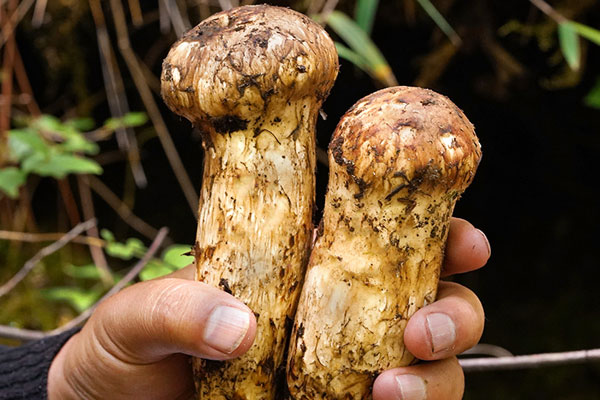 野生松茸能吃多嗎，孕早期能吃松茸湯嗎