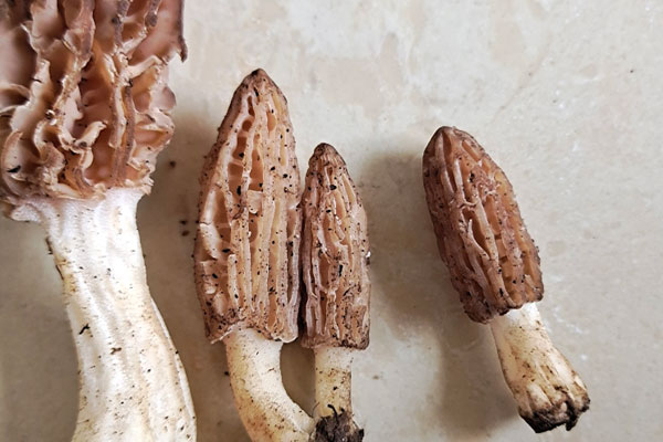 羊肚菌怎么吃最壯陽，清洗羊肚菌的正確方法