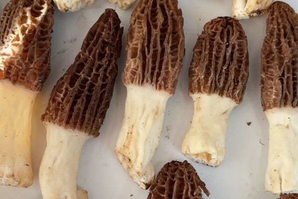 羊肚菌對水質(zhì)要求高嗎 羊肚菌對水質(zhì)要求高嗎