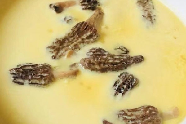 羊肚菌的免疫調(diào)節(jié)功能，河北有羊肚菌嗎