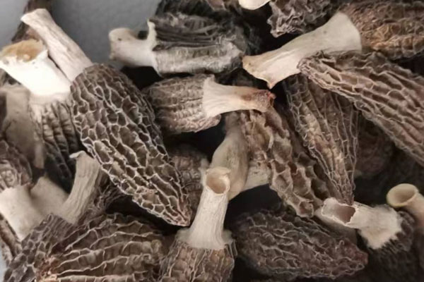 干品羊肚菌如何儲存 干品羊肚菌如何儲存