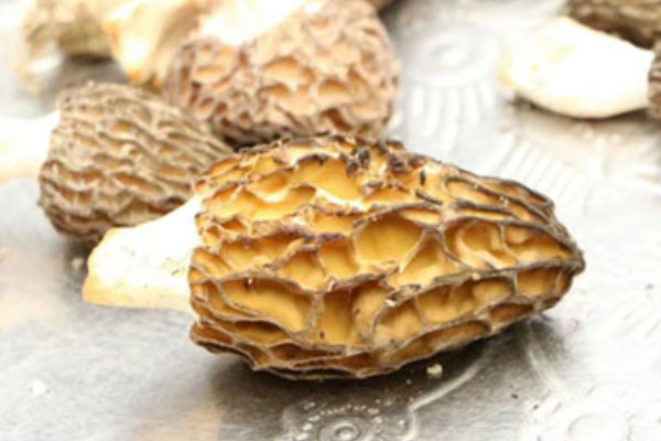 干貨羊肚菌可以放冷藏保存嗎，羊肚菌泡久了有毒嗎